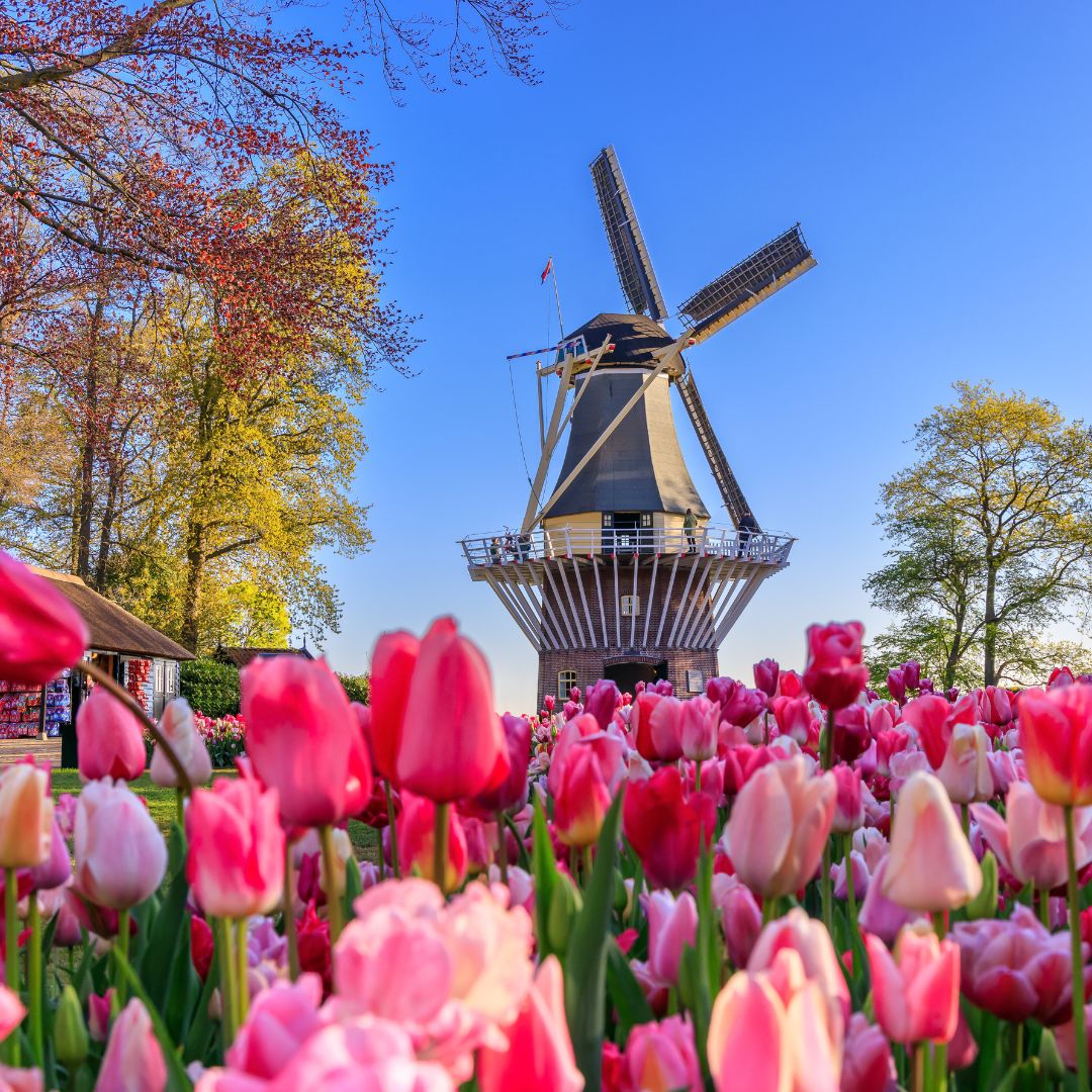 Hollandia