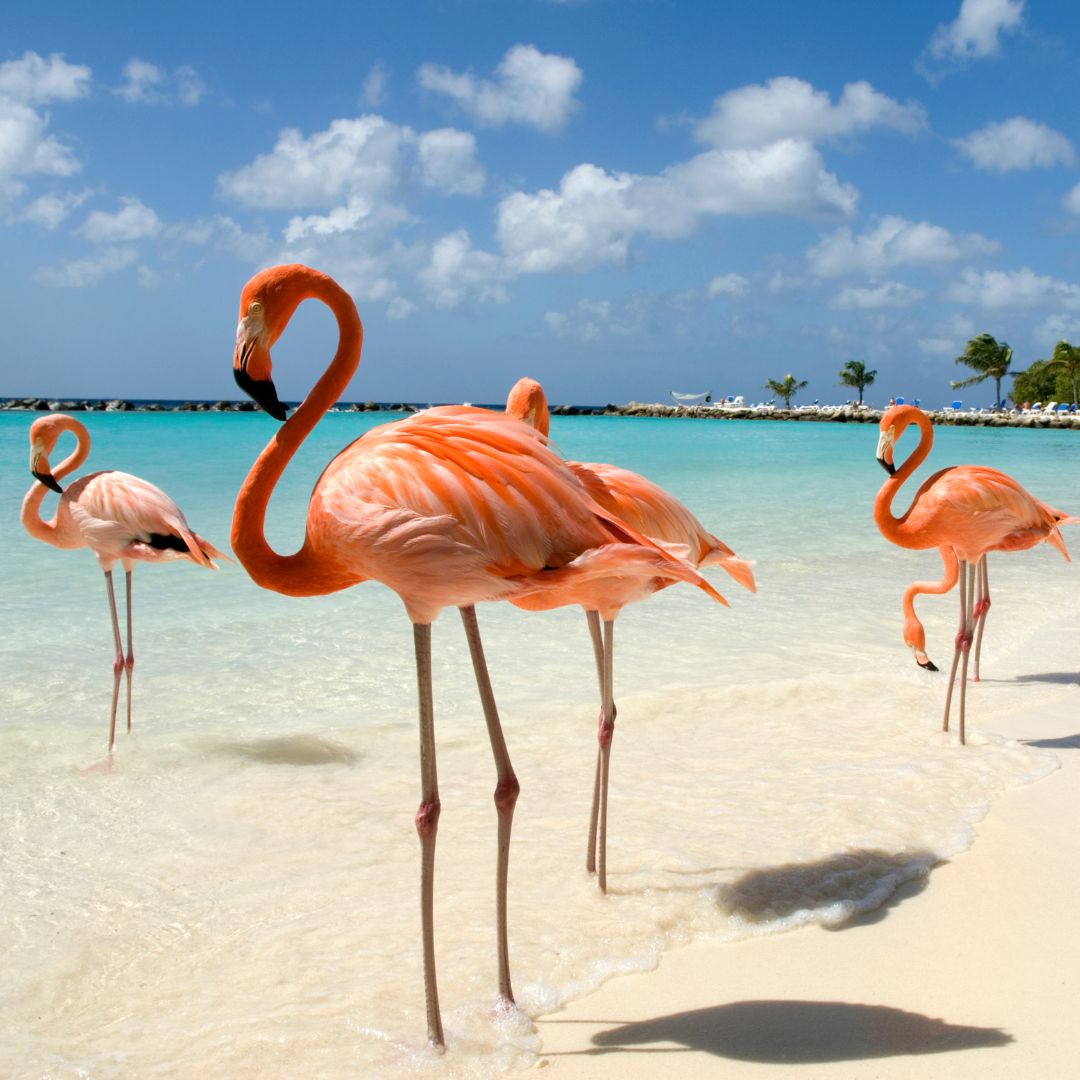 Aruba