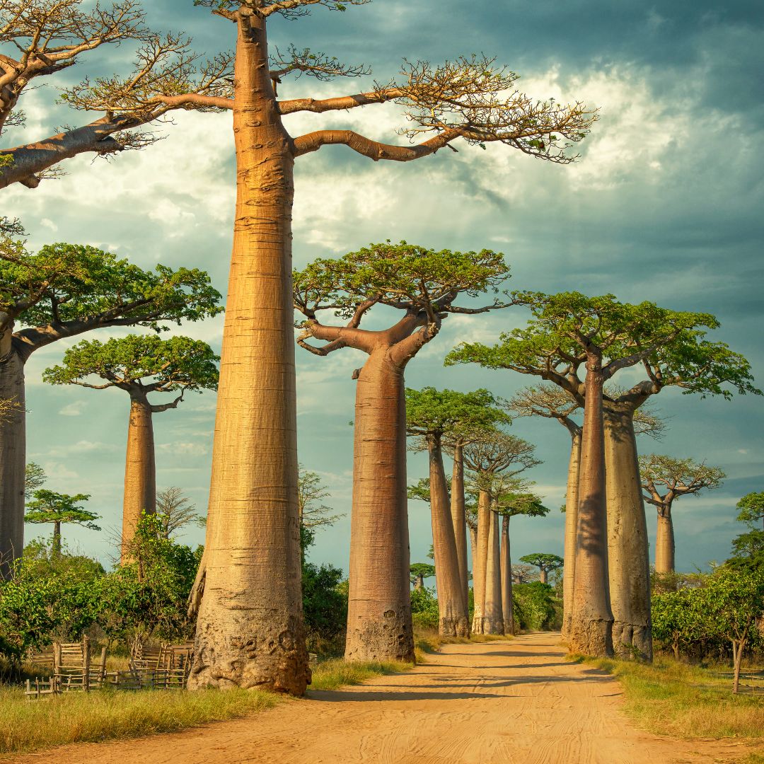 Madagaszkár