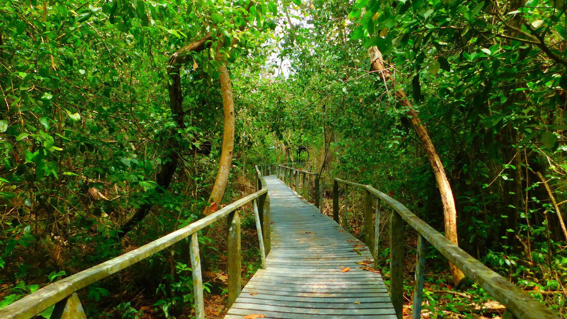 Pallóösvény a Cahuita Nemzeti Park esőerdejében