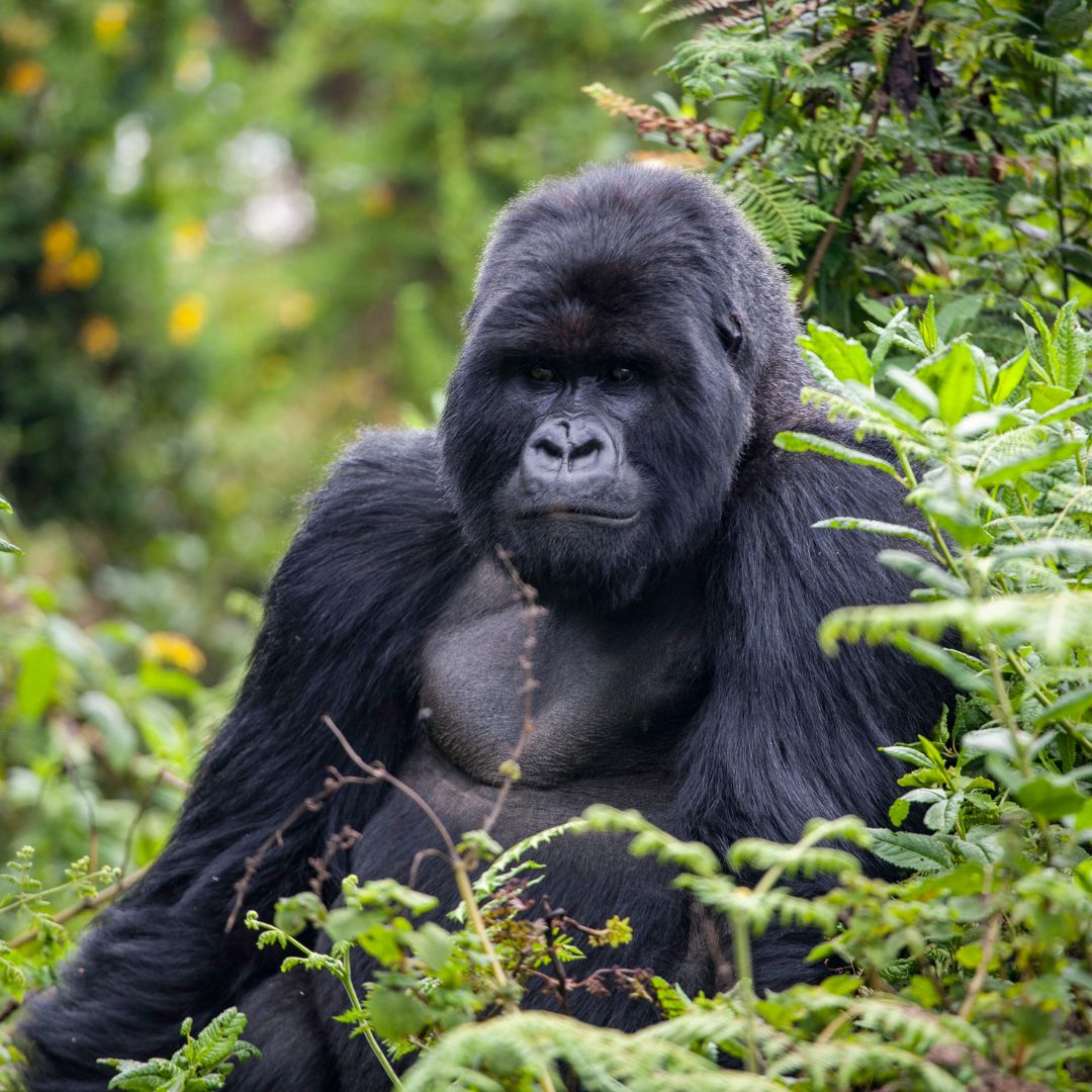 Ruanda