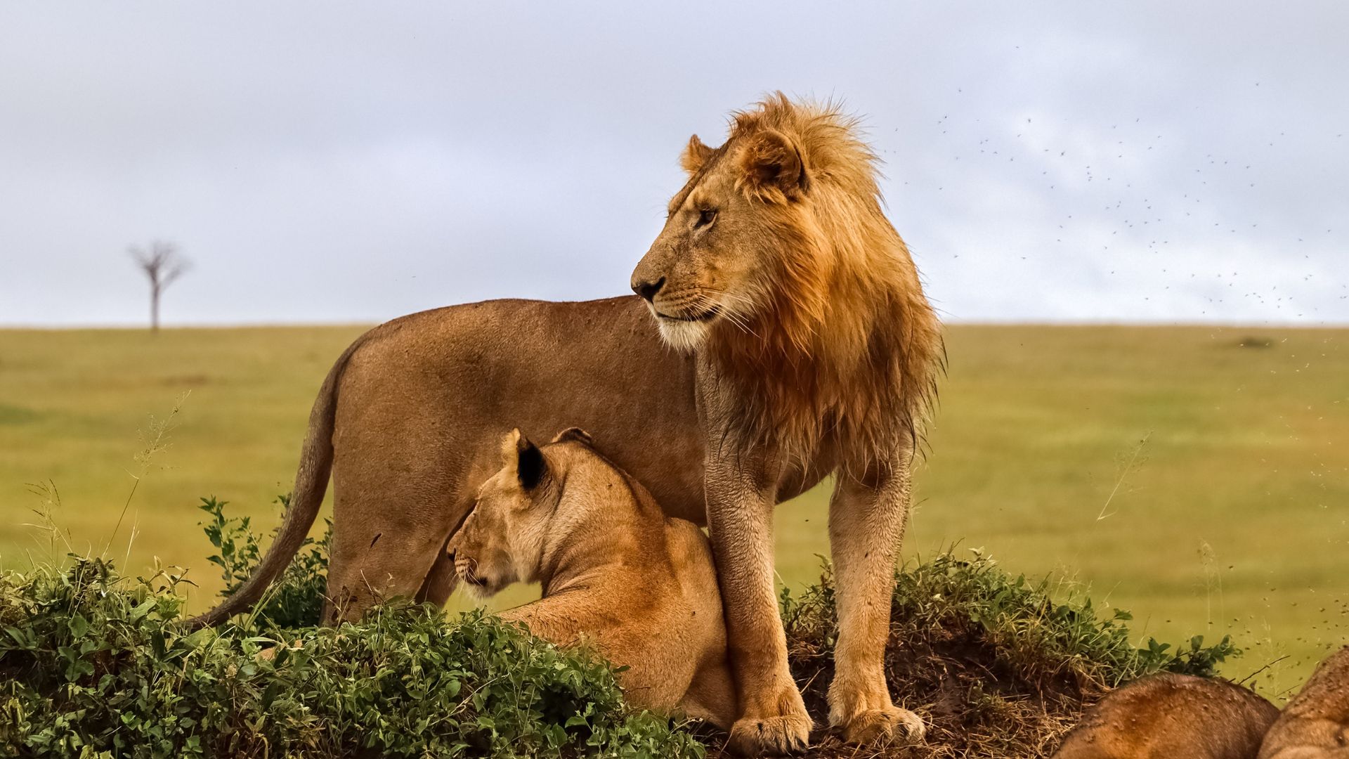 Vadállatok a Serengeti Nemzeti Park végtelen szavannáin Tanzániában